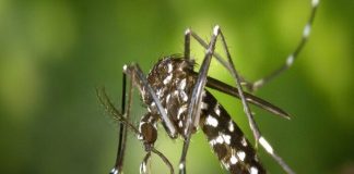 Chikungunya Virus Infection : Symptoms, Treatment & Causes
