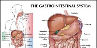 what is a gastroenterologist